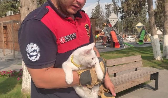 Ağaçta mahsur kalan kediyi itfaiye kurtardı
