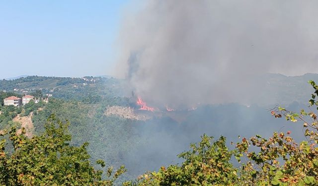 Alaplı’da ormanlık alanda yangın