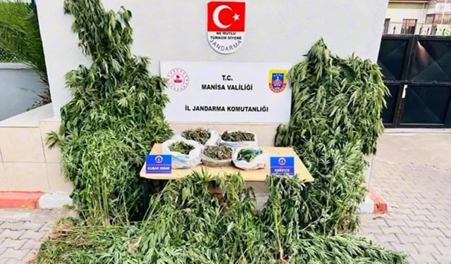 Alaşehir’de yasa dışı kenevir ekimine jandarma darbesi