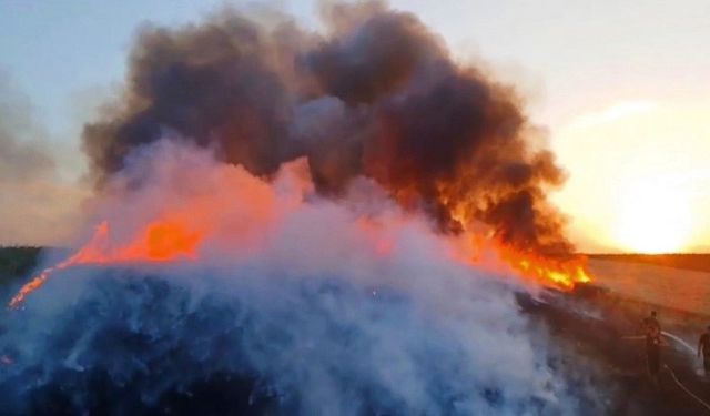 Alev alev yanan buğday tarlasını söndürmek için seferber oldular