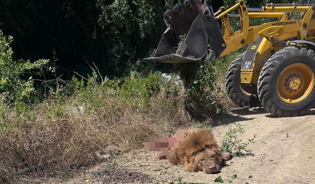 Antalya Valiliği’nden hayvanat bahçesinden kaçan aslana ilişkin açıklama
