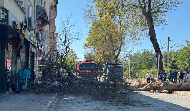 Asırlık çınar ağacı 4 katlı binanın üzerine devrildi, camlar kırıldı