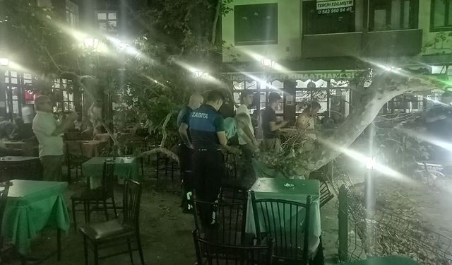Asırlık çınarın dalı kalabalığın üzerine düştü: 1 yaralı