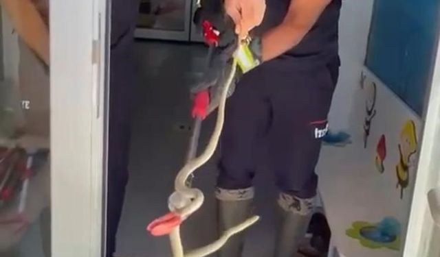Ayakkabılıktan çıkan yılan paniğe neden oldu