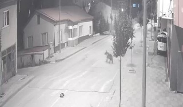 Ayılar ilçeyi mesken tuttu, cadde ve sokaklarda görülmeye başladı