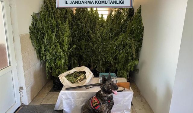 Balıkesir’de jandarmadan 9 ilçede uyuşturucu operasyonu: 15 gözaltı