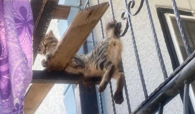 Balkon korkuluklarına sıkışan kediyi itfaiye ekipleri kurtardı