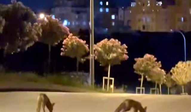 Başakşehir’de tilki sürüsü şehir merkezine indi