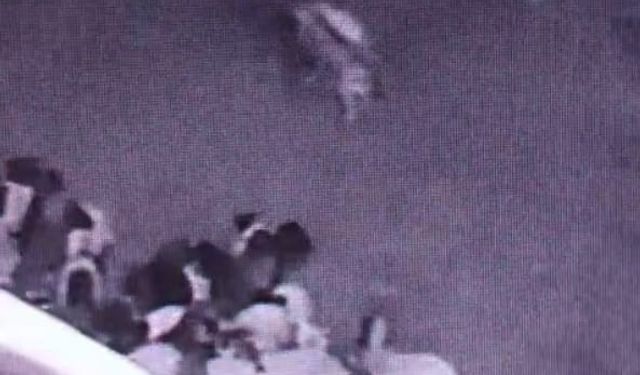 Batman’da ahıra giren kurt sürüye saldırdı: O anlar kamerada