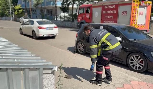 Batman’da tavan arasında sıkışan kedi kurtarıldı