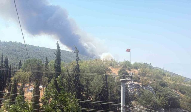 Bilecik’te alevler tavuk çiftliklerine dayandı