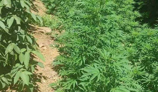 Bingöl’de 17 bin kök kenevir ele geçirildi