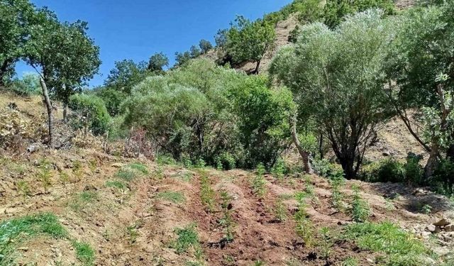 Bingöl’de 4 bin kök kenevir bitkisi ele geçirildi