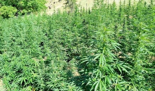 Bingöl’de  bin 400 kök kenevir bitkisi ele geçirildi