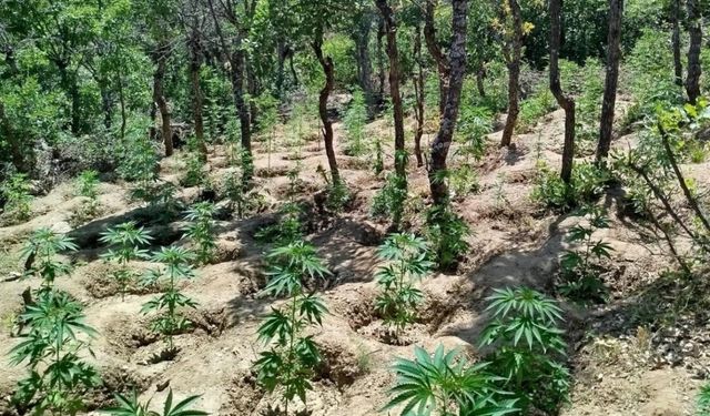 Bingöl’de yaklaşık 6 bin kök kenevir bitkisi ele geçirildi