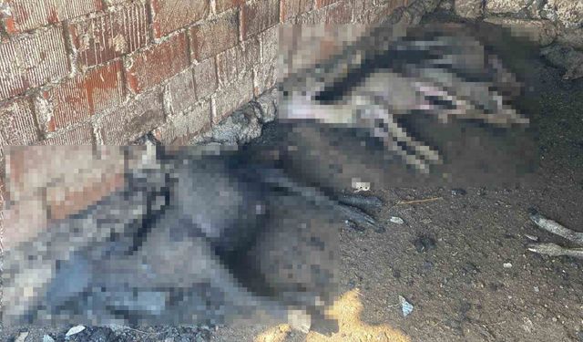 Çanakkale’de çıkan orman yangınında damlar yandı, hayvanlar telef oldu