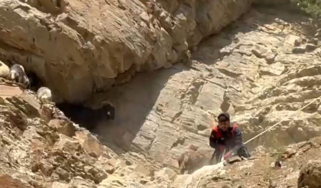 Dağda mahsur kalan koyunlar ekipler tarafından kurtarıldı