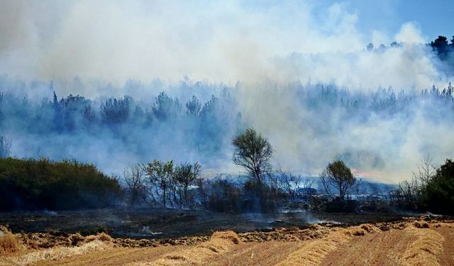 Edirne’deki orman ve anız yangını kontrol altına alındı