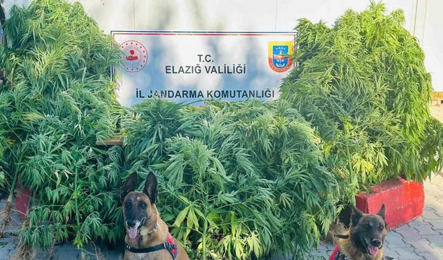 Elazığ’da jandarma, uyuşturucu satıcılarına göz açtırmıyor