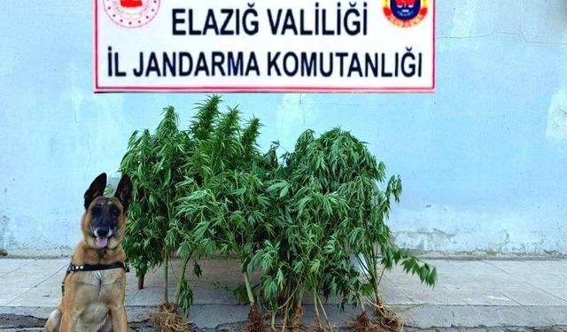 Elazığ’da tapulu arazide kenevir ele geçirildi