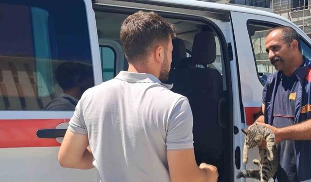 Erzincan’da aracın motor bölmesine sıkışan kediyi itfaiye ekipleri kurtardı