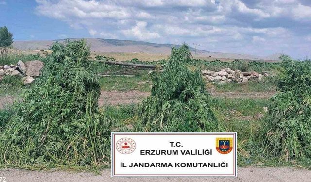 Erzurum’da 401 bin 676  kök kenevir imha edildi
