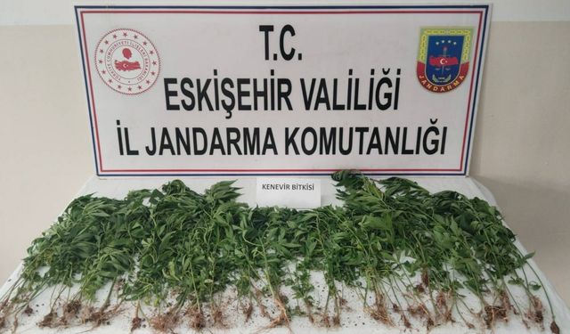 Eskişehir’de kamu arazisine kenevir eken şahıs suçüstü yakalandı