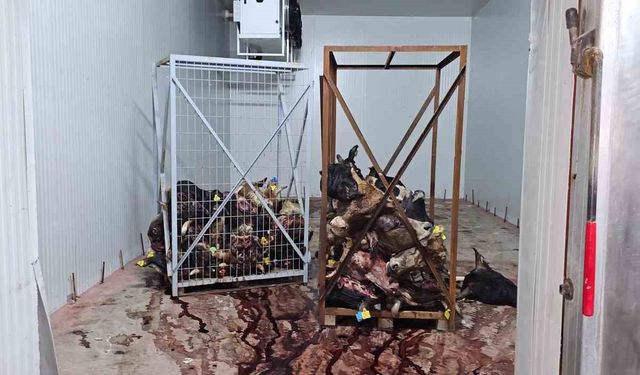 Gemlik’te sağlıksız şartlarda istiflenmiş çok sayıda hayvan kafası bulundu