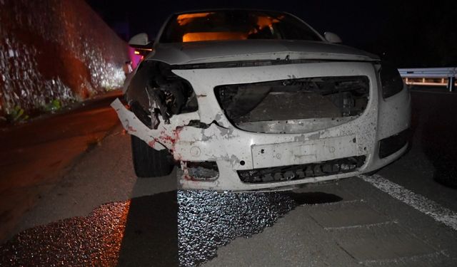 Gümüşhane’de otomobilin çarptığı ayı telef oldu
