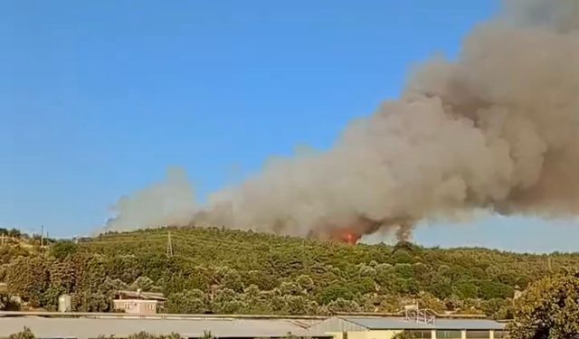 İzmir’de ormanlık alanda yangın