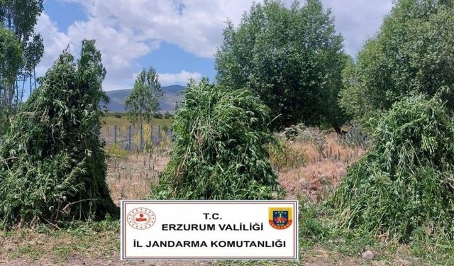 Jandarma’dan kenevir operasyonu