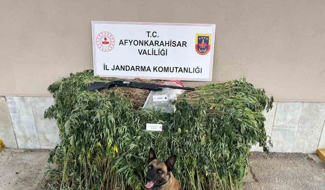 Jandarmadan uyuşturucu operasyonu: 2 gözaltı