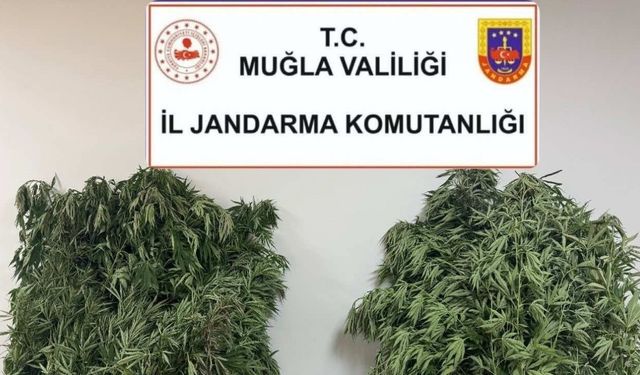 Karabağlar Yaylası’nda uyuşturucu operasyonu: 1 gözaltı