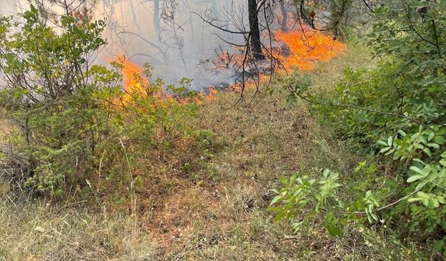 Karabük’te ormanlık alanda örtü yangını