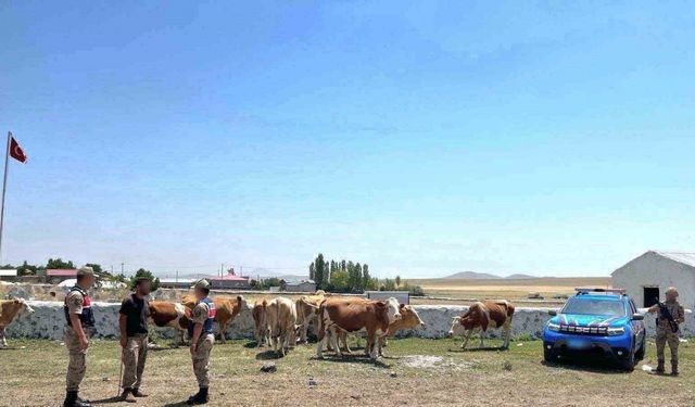 Kars’ta kaybolan büyükbaş hayvanlar bulundu