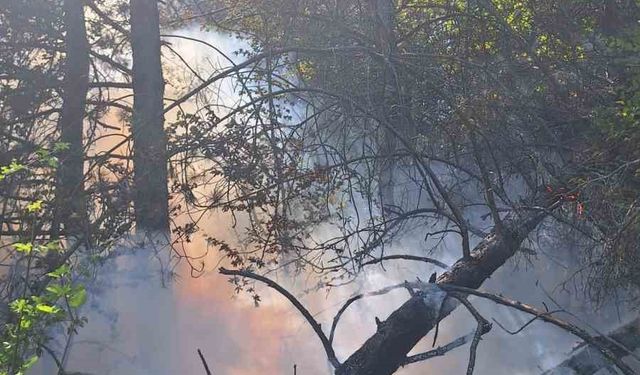 Kastamonu’da çıkan orman yangınında 2 dekar alan zarar gördü