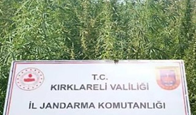 Kırklareli’nde 102 bin kök kenevir ele geçirildi