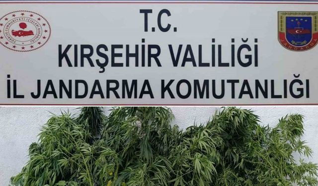 Kırşehir’de 48 kök kenevir ele geçirildi