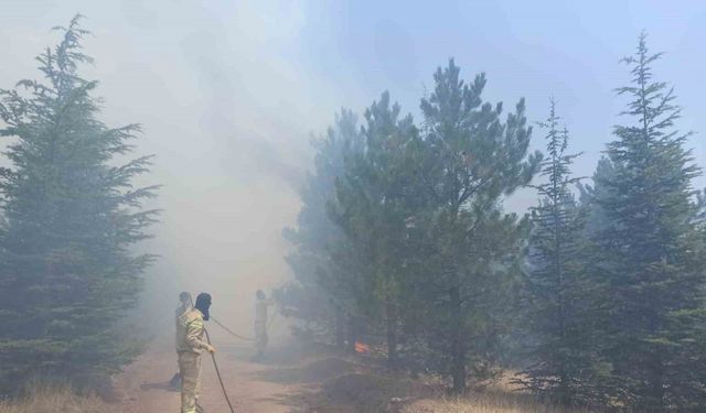 Malatya’da ormanlık alanda yangın