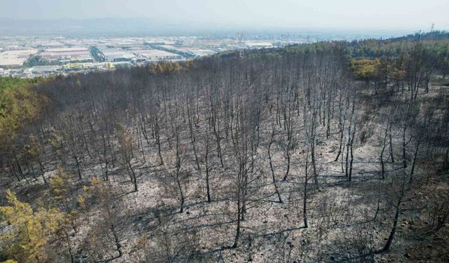 Manisa’daki orman yangını kontrol altına alındı
