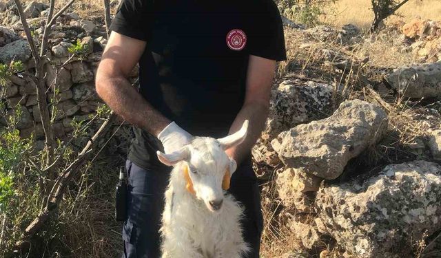 Mardin’de kuyuya düşen keçi kurtarıldı