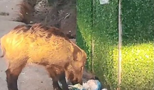 Marmaris’i domuzlar istila etti