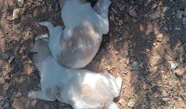 Menfeze sıkışan 2 köpek kurtarıldı