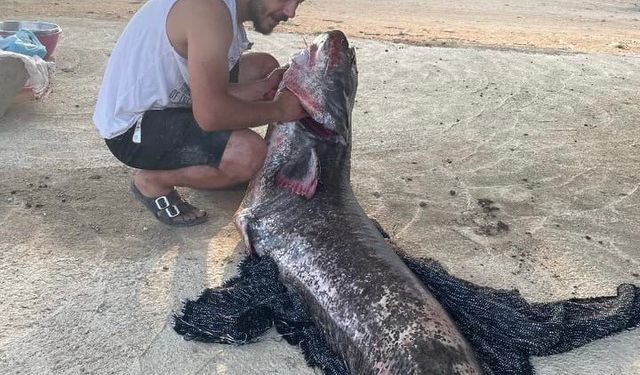 Meriç Nehri’nde 73 kiloluk yayın balığı yakalandı