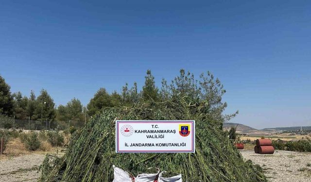 Mısır tarlasında ele geçirilen 45 bin kök kenevire 4 tutuklama