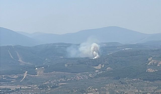 Muğla’da orman yangını