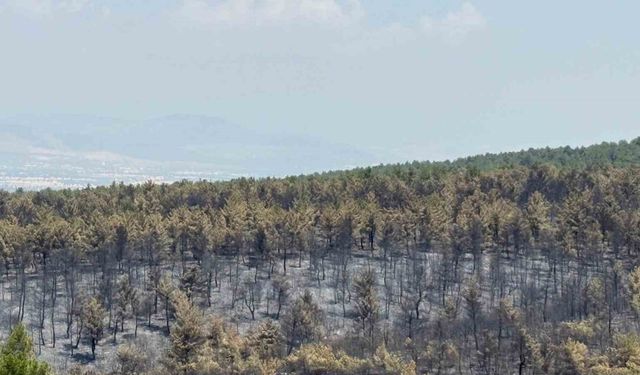 Orman yangınında zarar gören alanlar için yeşillendirme çalışması başlatıldı