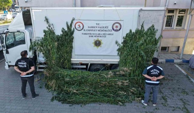 Polis, ayçiçeği tarlasının ortasına ekili 5 bin 230 kök kenevir ele geçirdi