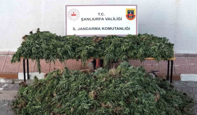 Şanlıurfa’da dron destekli uyuşturucu operasyonu: 9 gözaltı