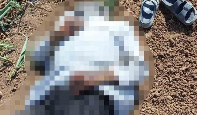 Şanlıurfa’da mısır tarlasında erkek cesedi bulundu